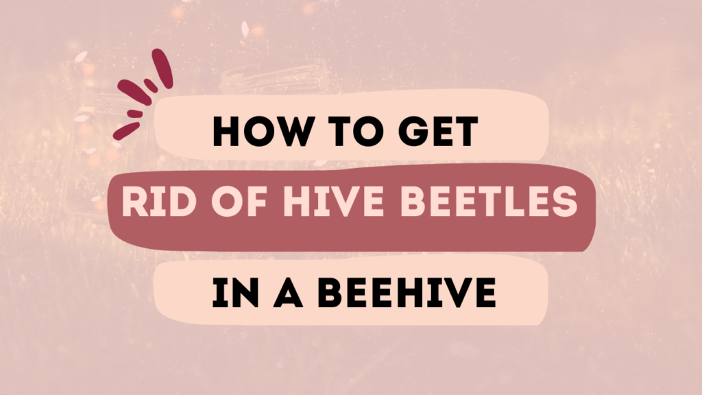How To Get Rid of Hive Beetles in a Beehive