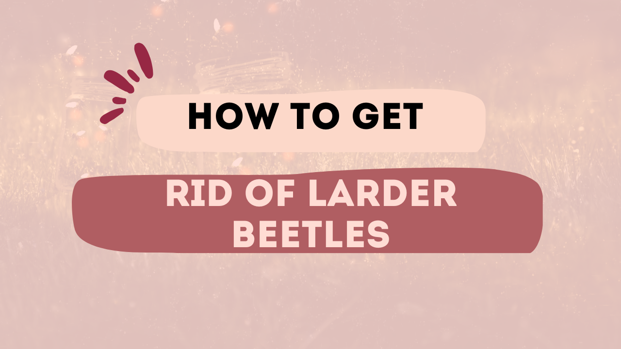 How to Get Rid of Larder Beetles