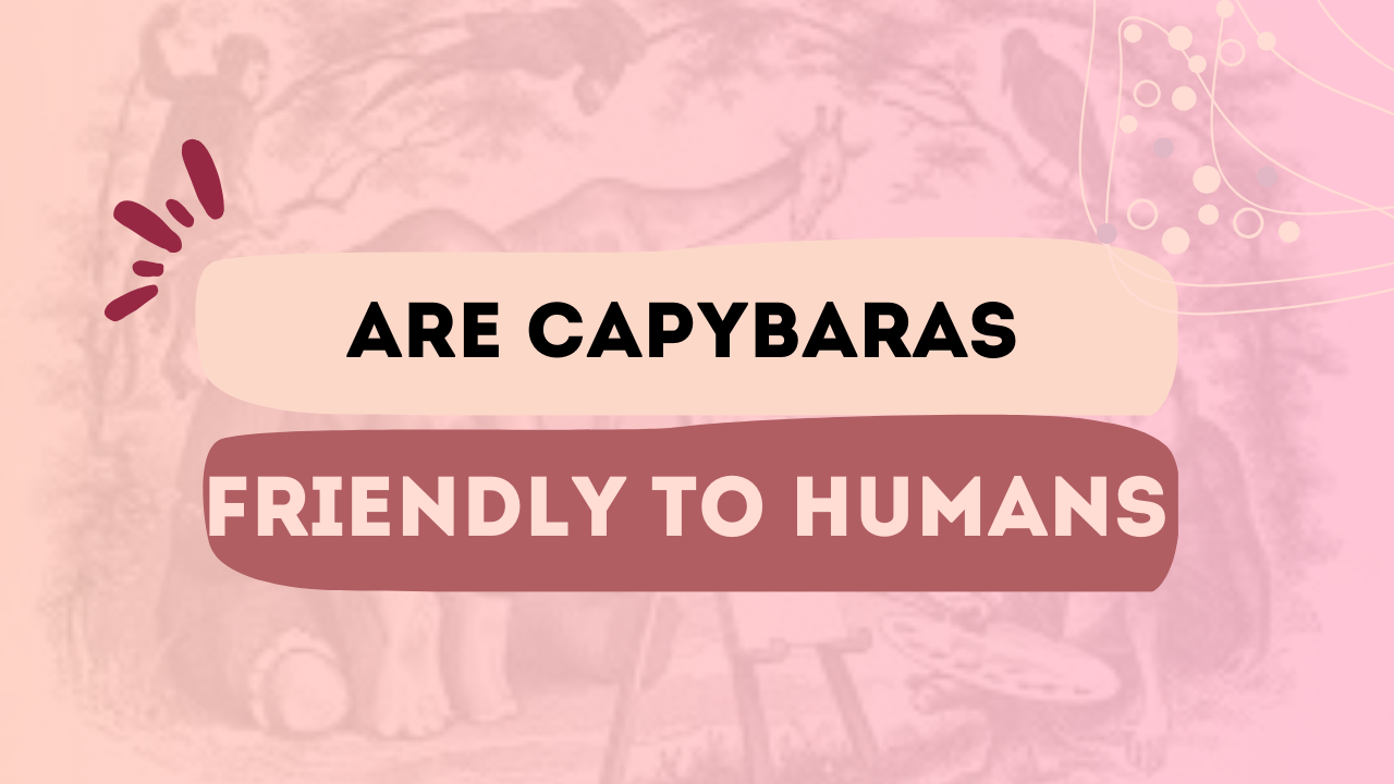 Are Capybaras Friendly To Humans