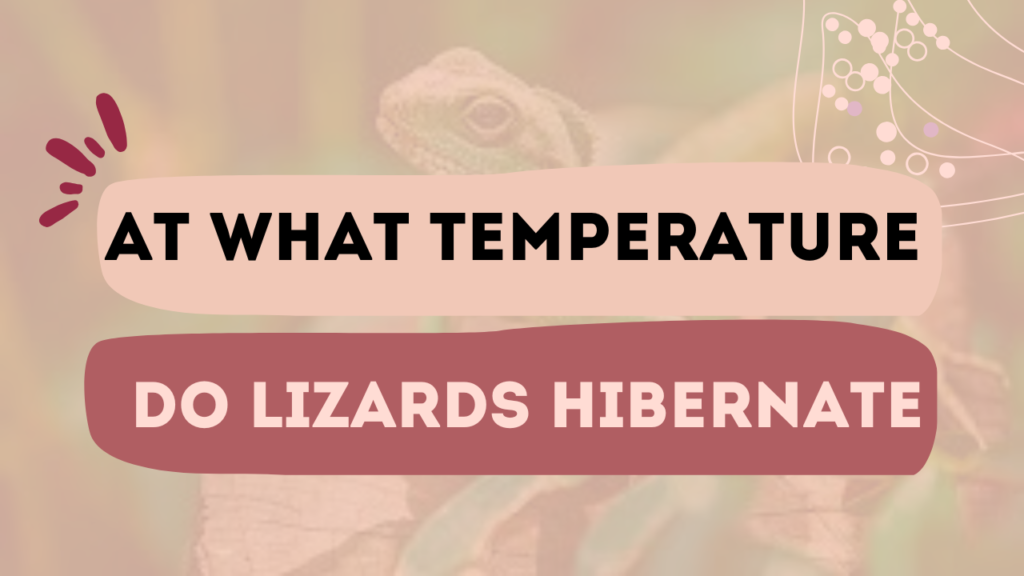 At What Temperature Do Lizards Hibernate