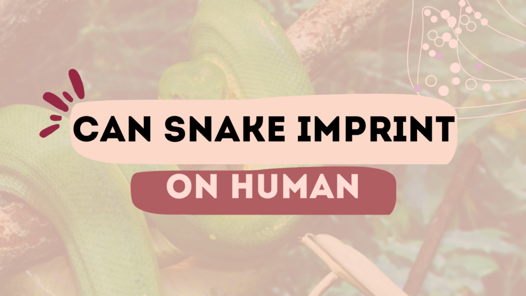 Can Snake Imprint On Human