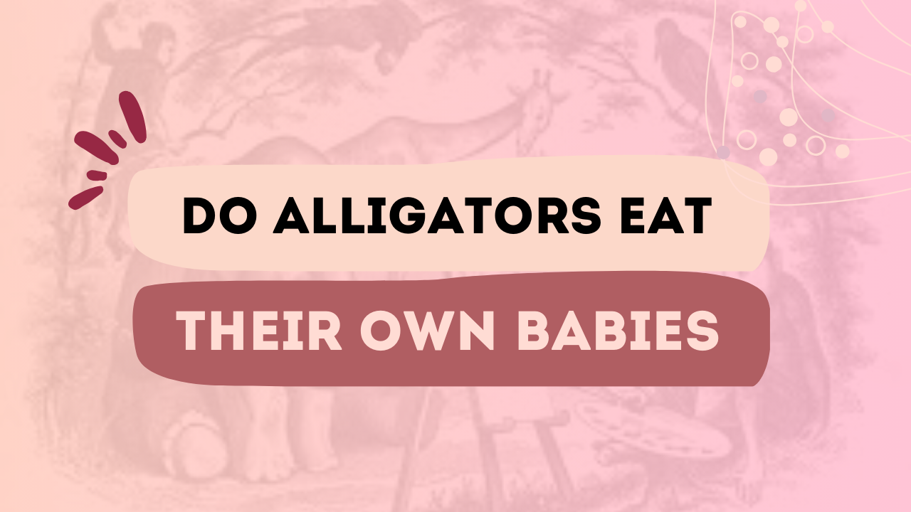 Do Alligators Eat Their Own Babies