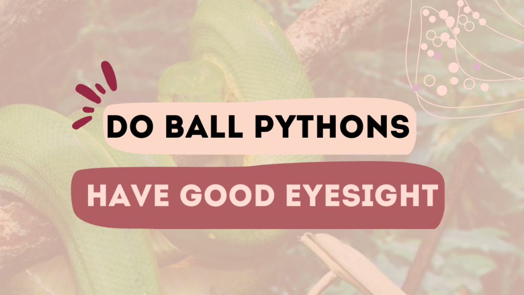 Do Ball Pythons Have Good Eyesight