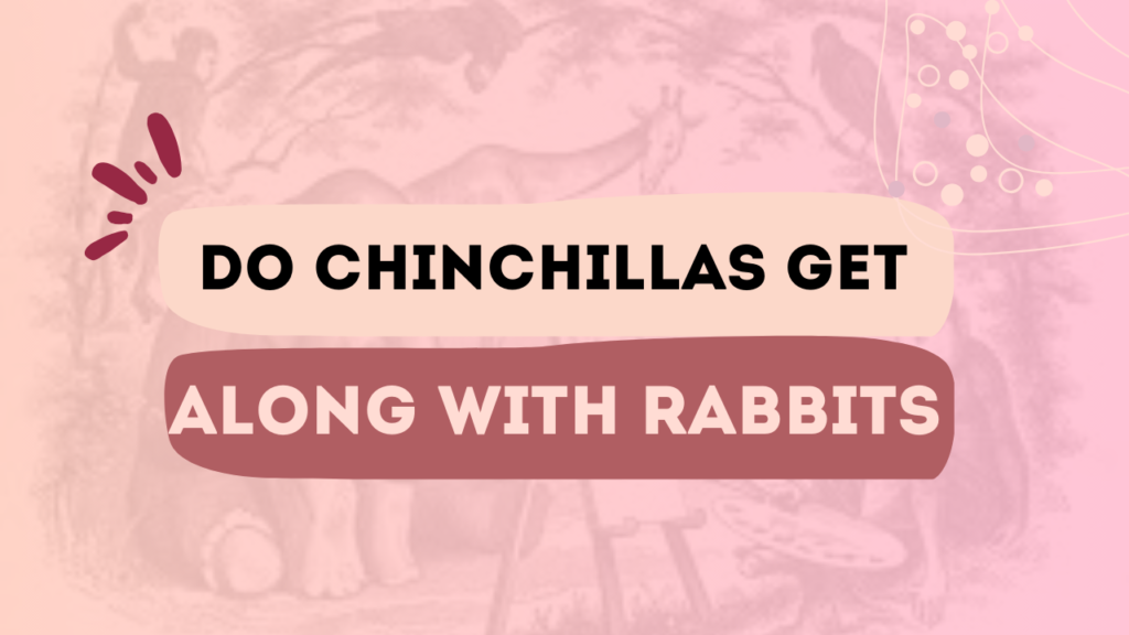 Do Chinchillas Get Along With Rabbits