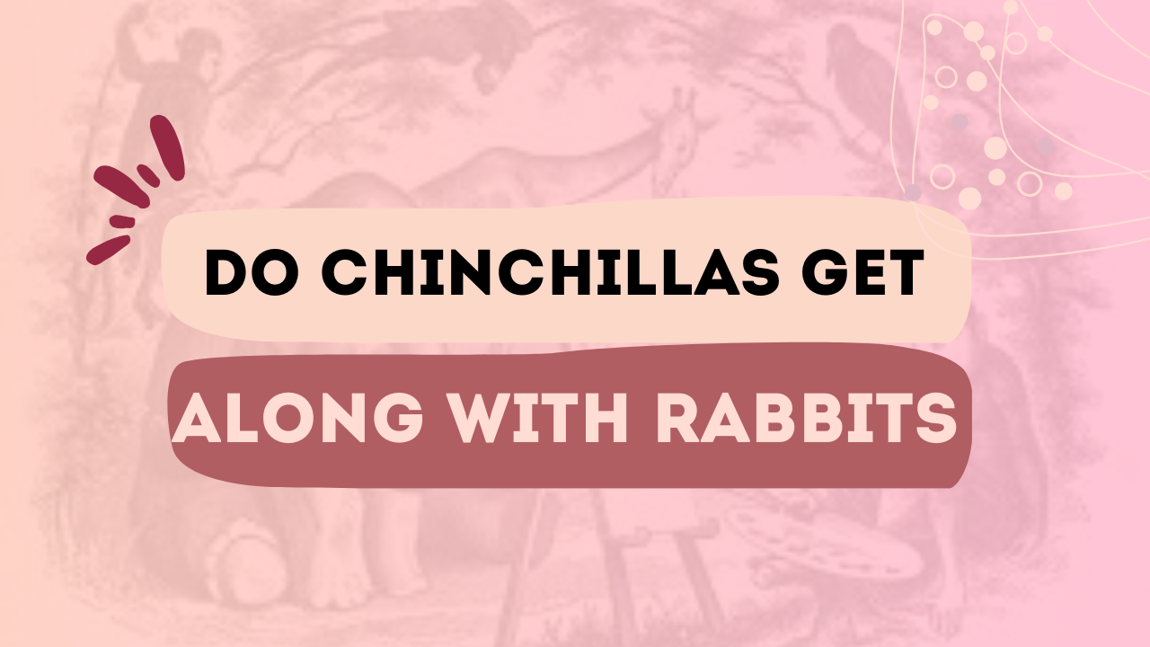 Do Chinchillas Get Along With Rabbits
