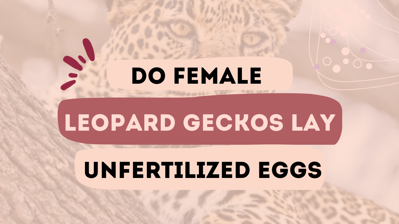 Do Female Leopard Geckos Lay Unfertilized Eggs