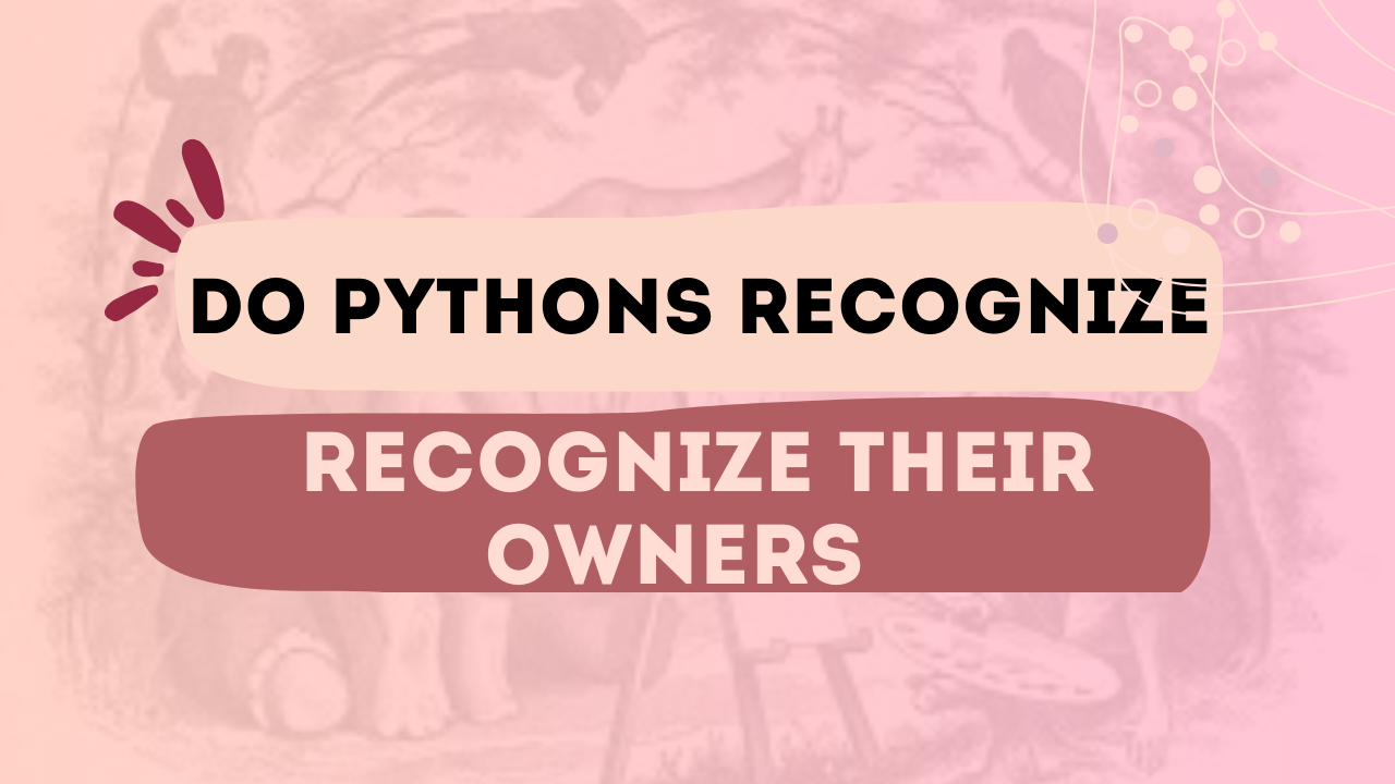 Do Pythons Recognize Their Owners