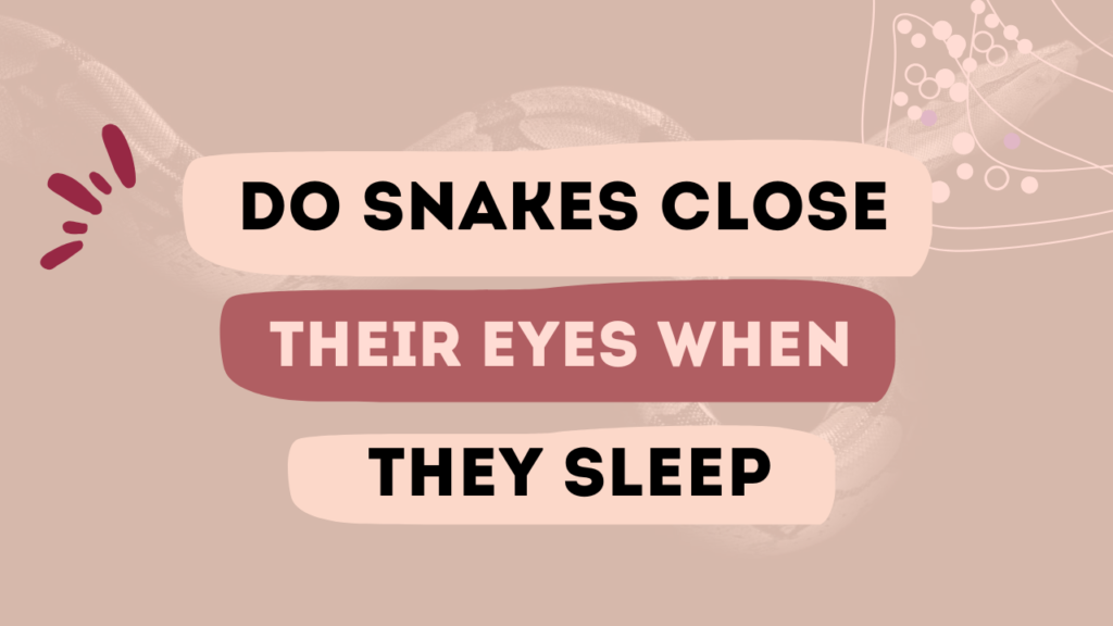 Do Snakes Close Their Eyes When They Sleep