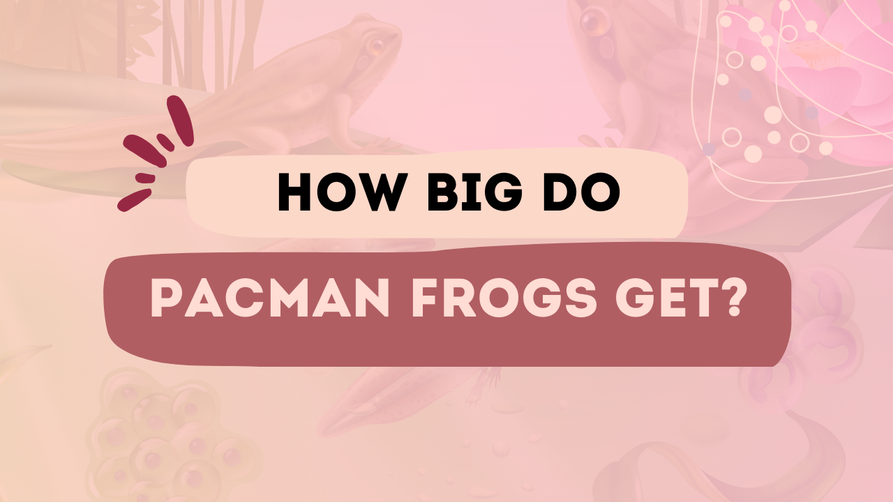 How Big Do Pacman Frogs Get