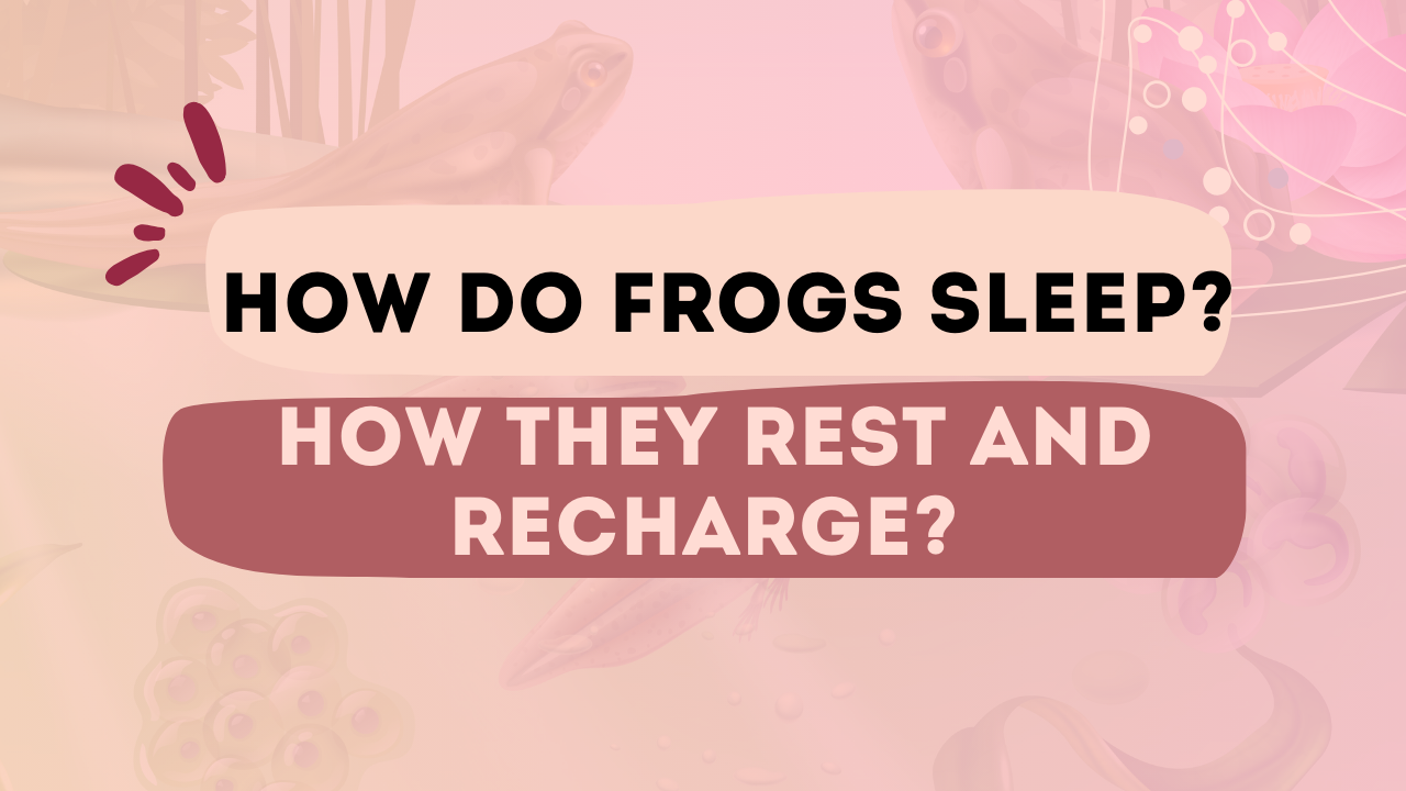 How Do Frogs Sleep