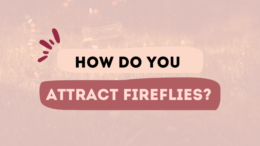 How Do You Attract Fireflies