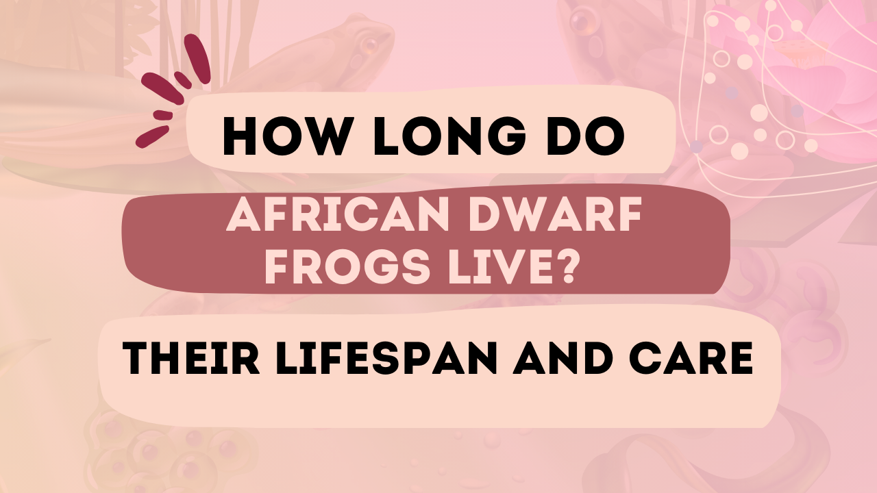 How Long Do African Dwarf Frogs Live_ Their Lifespan and Care