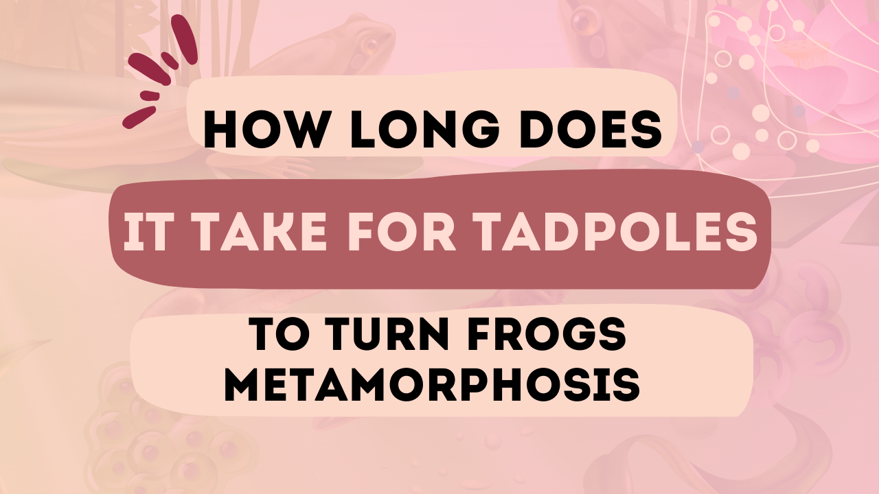 How Long Does It Take for Tadpoles to Turn Frogs Metamorphosis