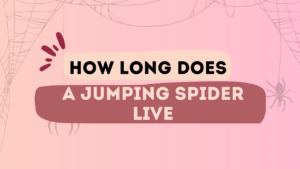 How Long Does a Jumping Spider Live? - Bug Basics