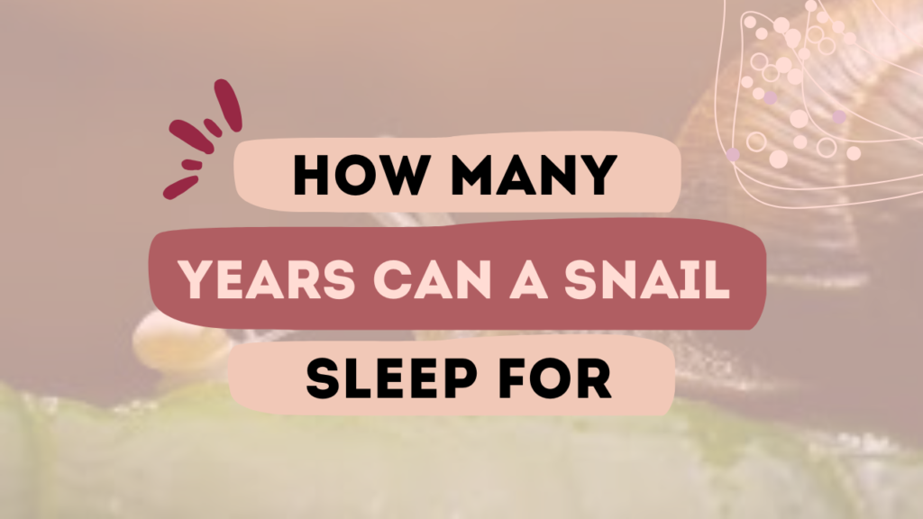 How Many Years Can A Snail Sleep For