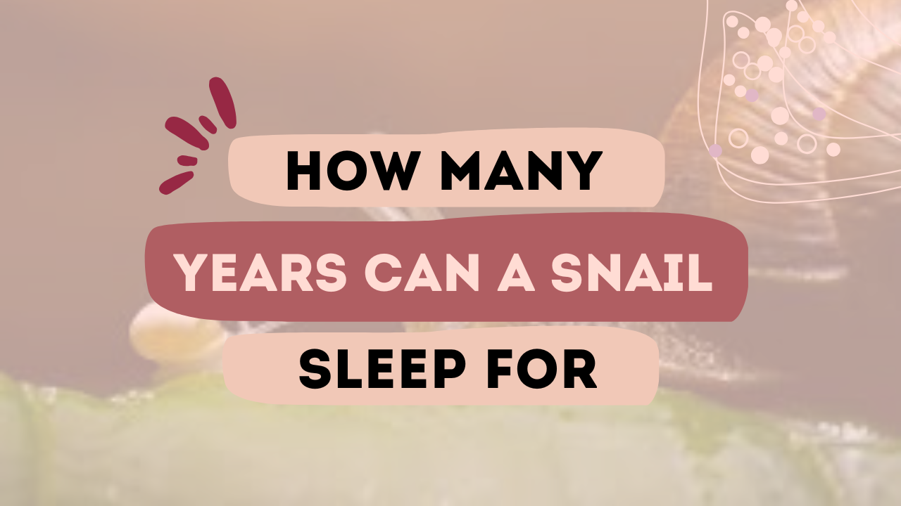 How Many Years Can A Snail Sleep For