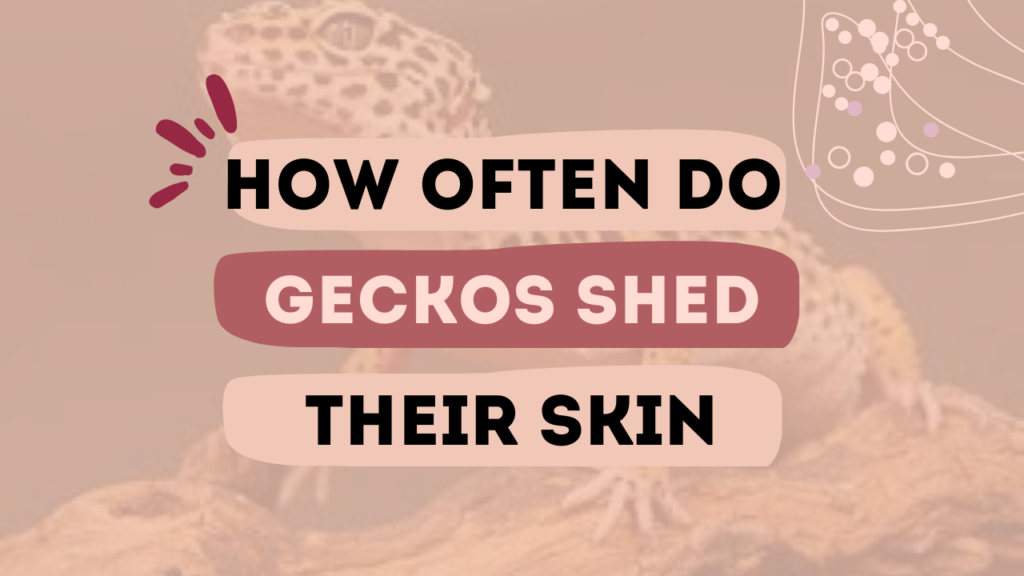 How Often Do Geckos Shed Their Skin