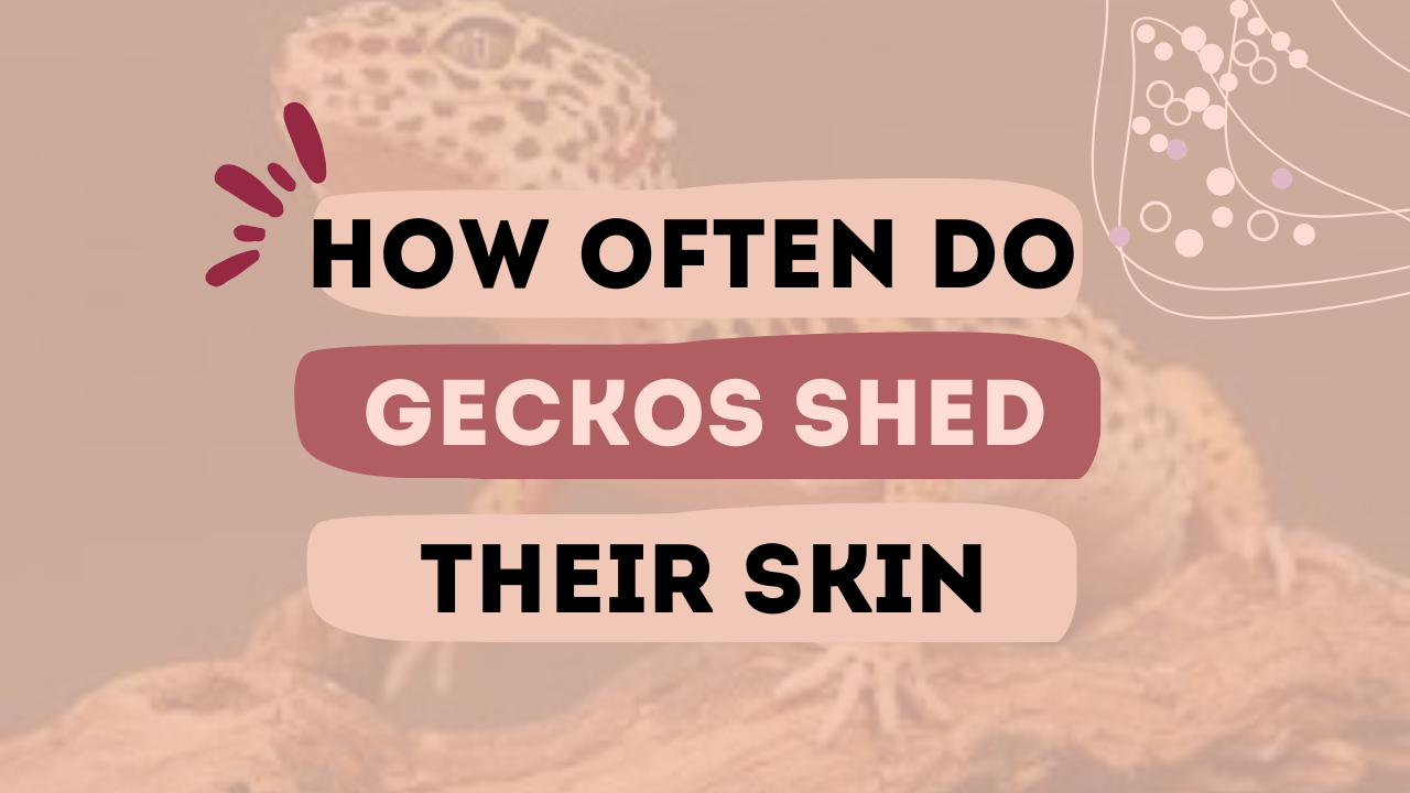 How Often Do Geckos Shed Their Skin