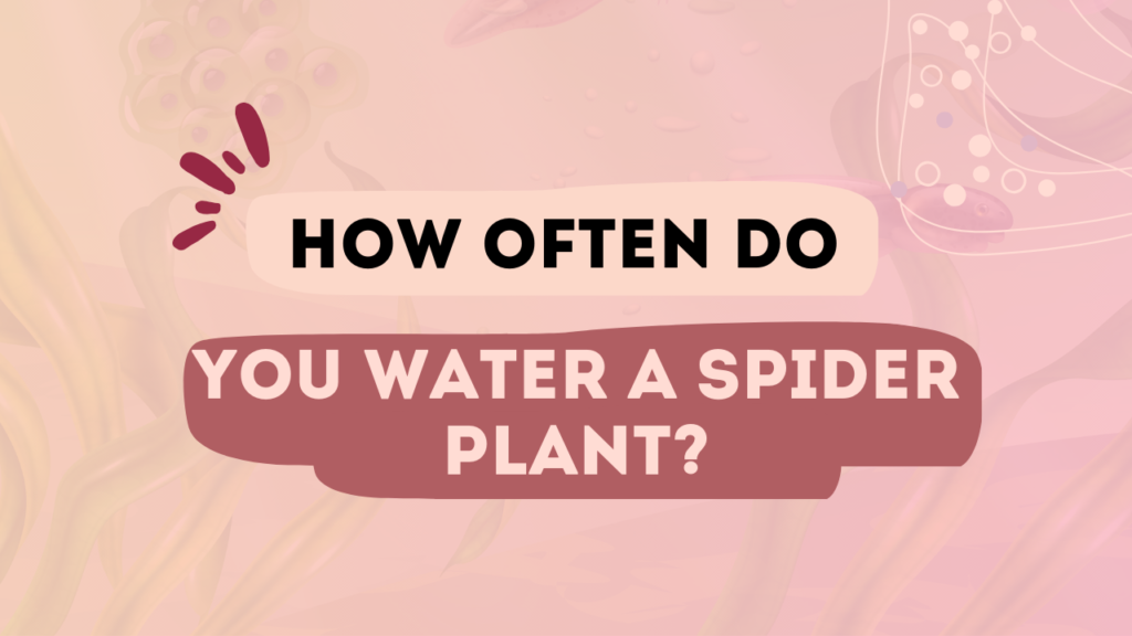 How Often Do You Water a Spider Plant