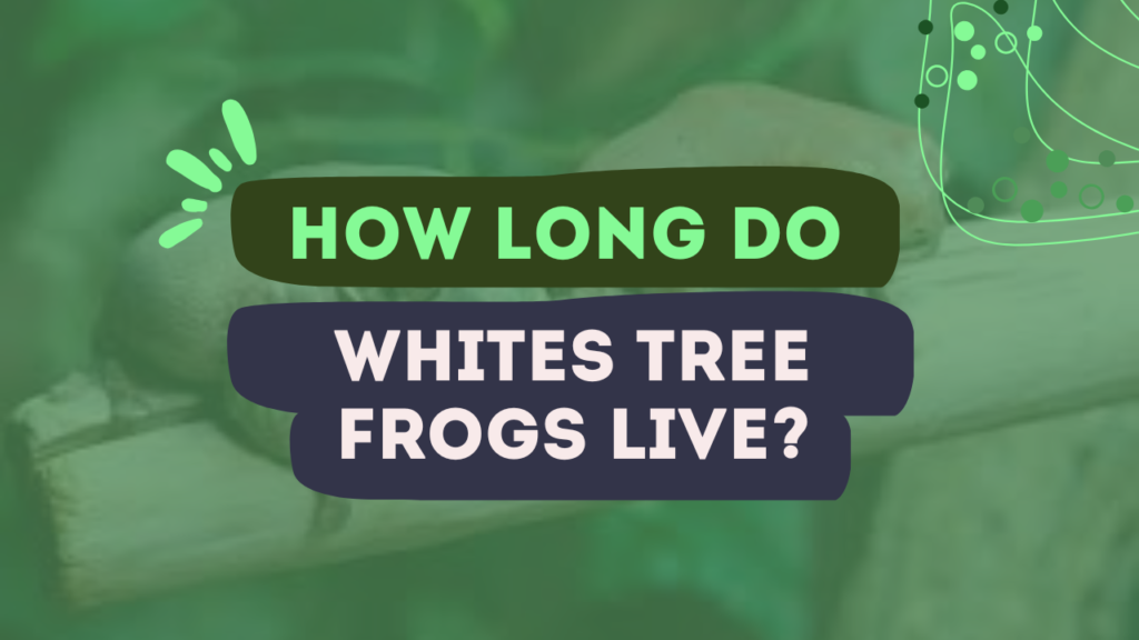 How long do Whites tree frogs live