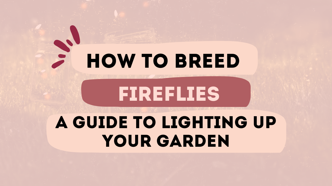 How to Breed Fireflies_