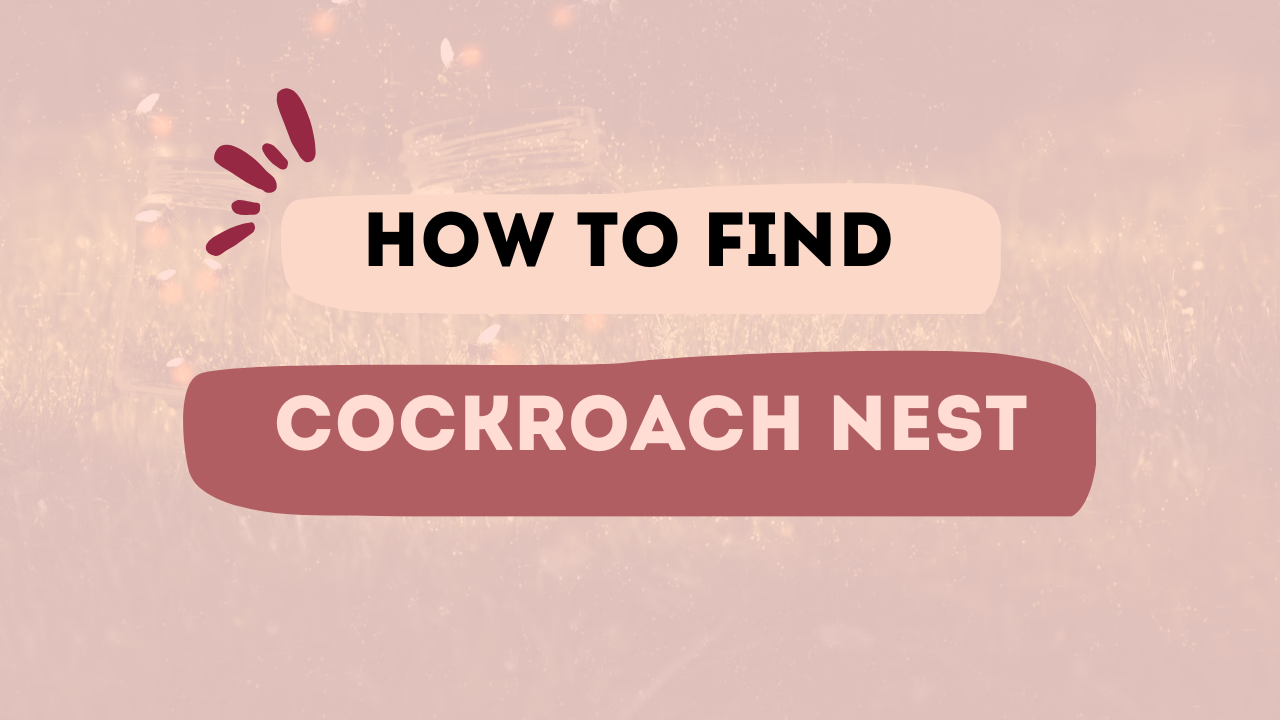 How to Find Cockroach Nest