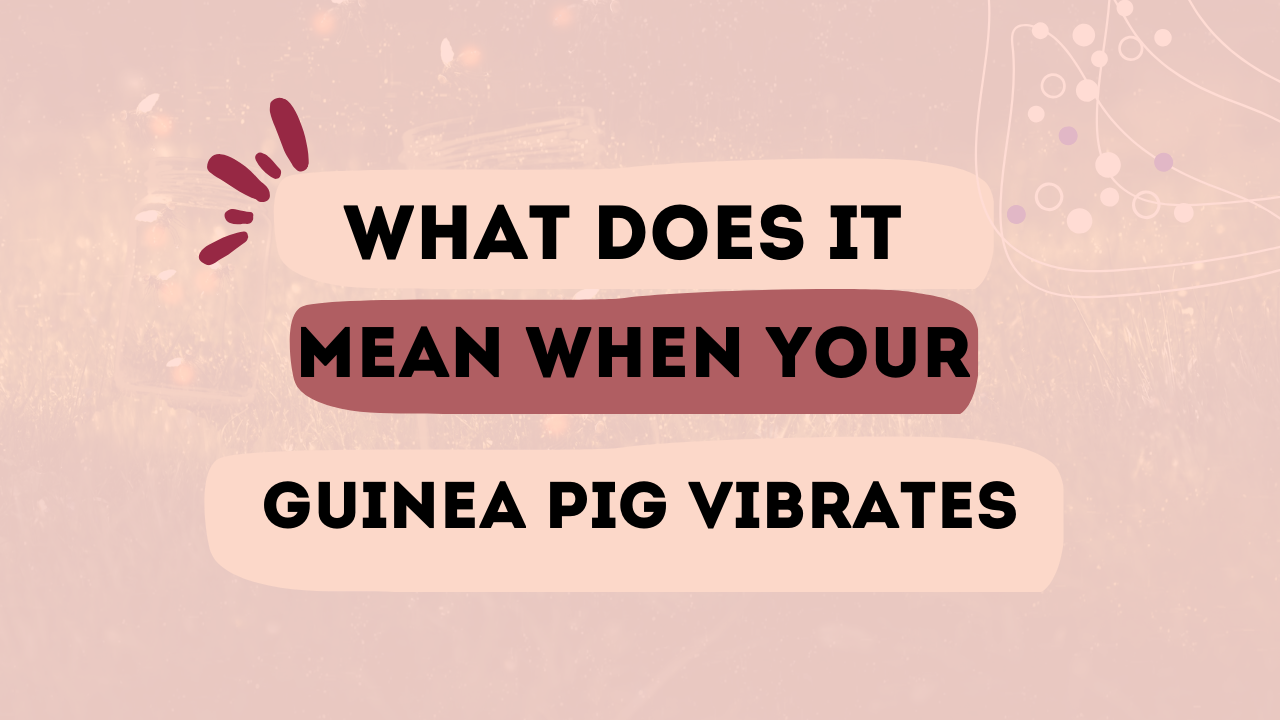 What Does It Mean When Your Guinea Pig Vibrates