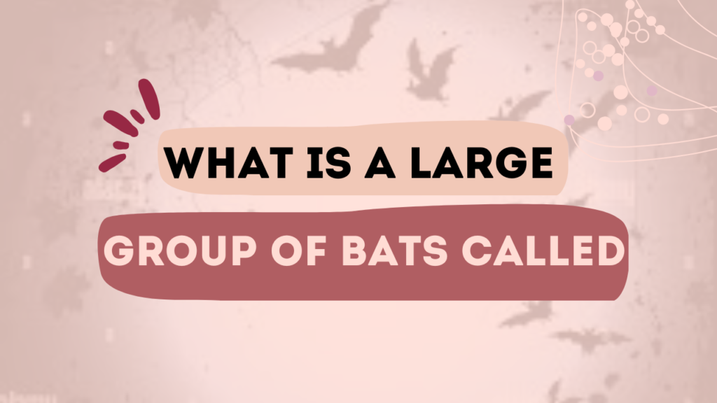 What Is A Large Group Of Bats Called