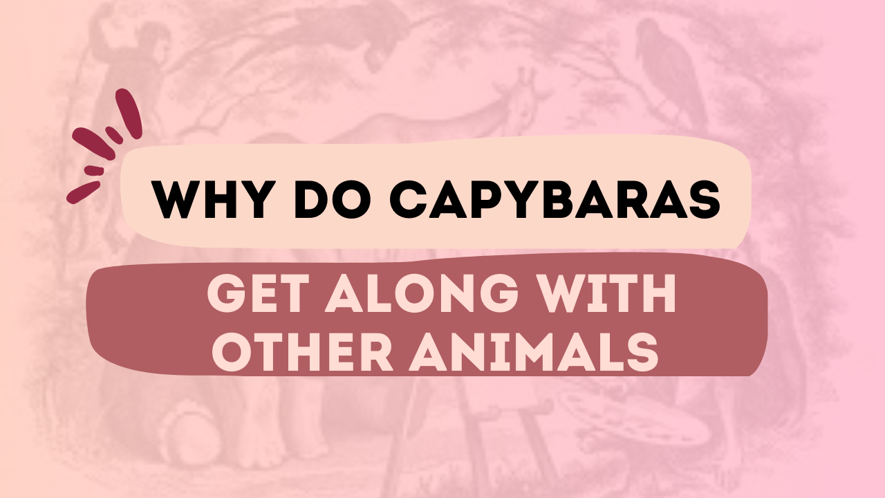 Why Do Capybaras Get Along With Other Animals
