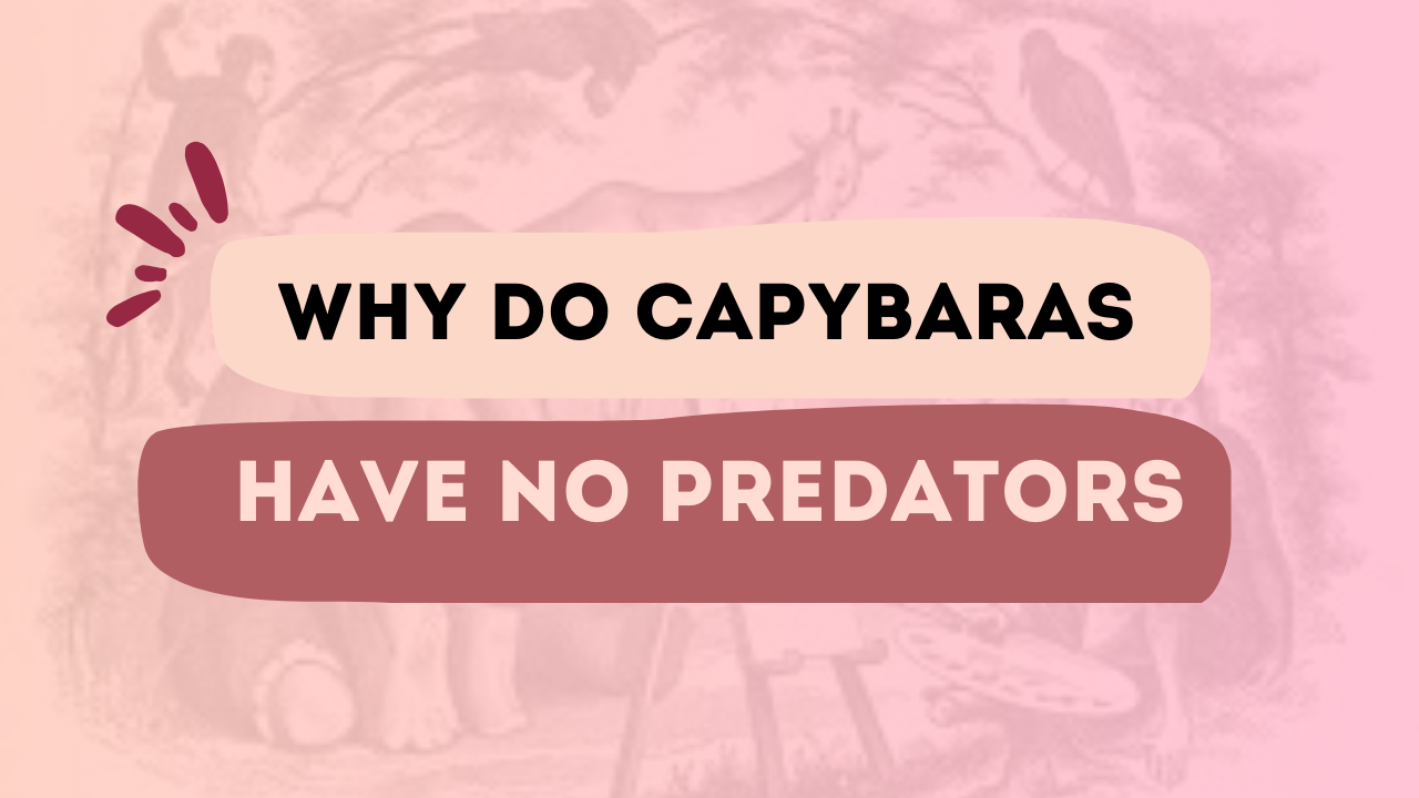 Why do Capybaras Have No Predators