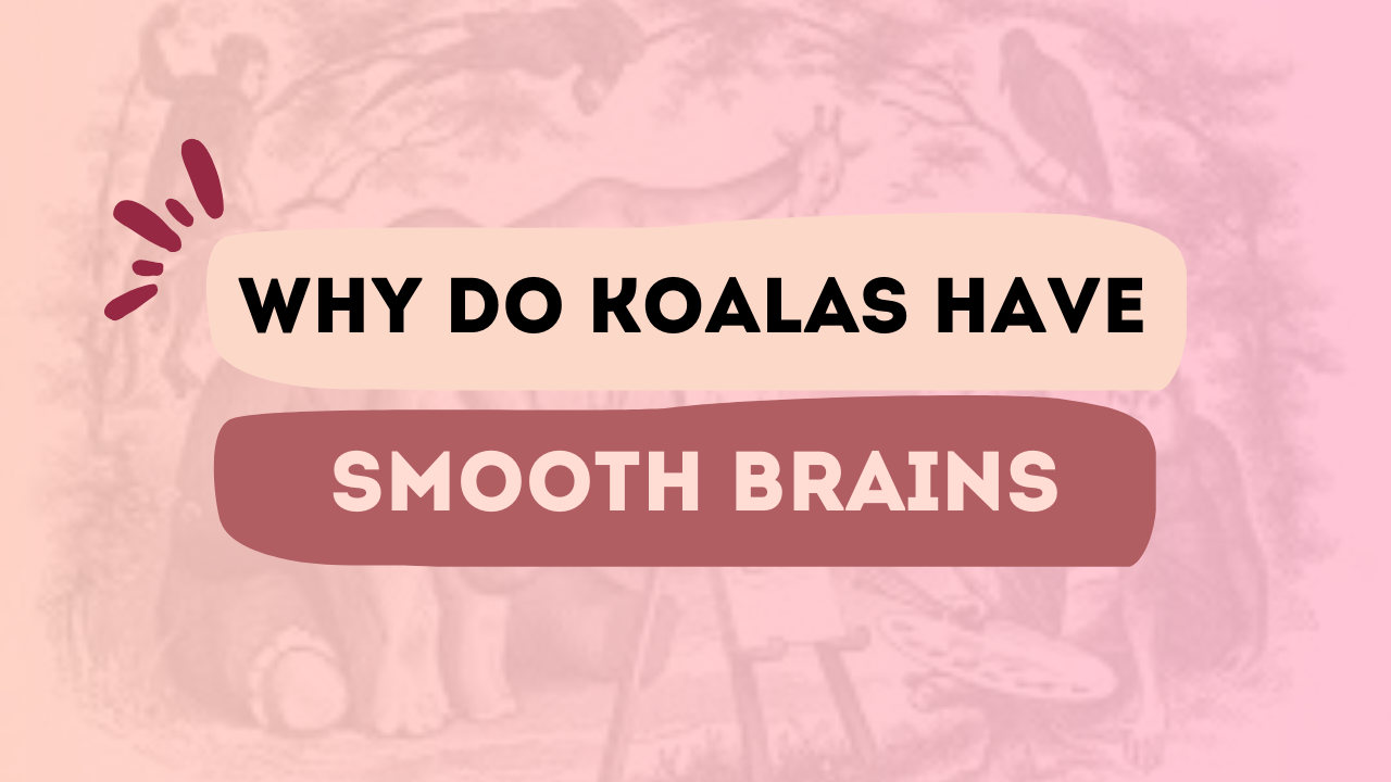 Why do Koalas Have Smooth Brains