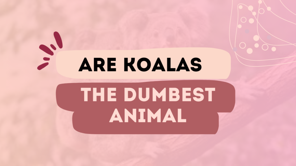 Are Koalas The Dumbest Animal