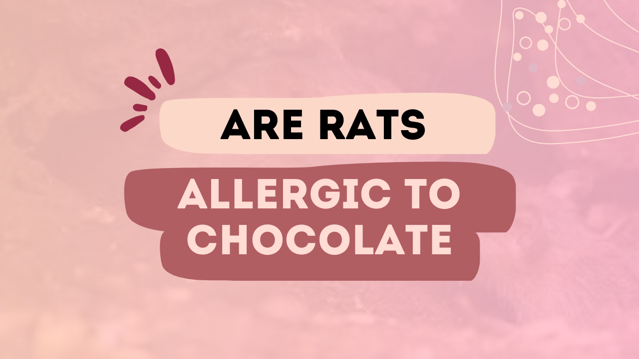 Are Rats Allergic To Chocolate