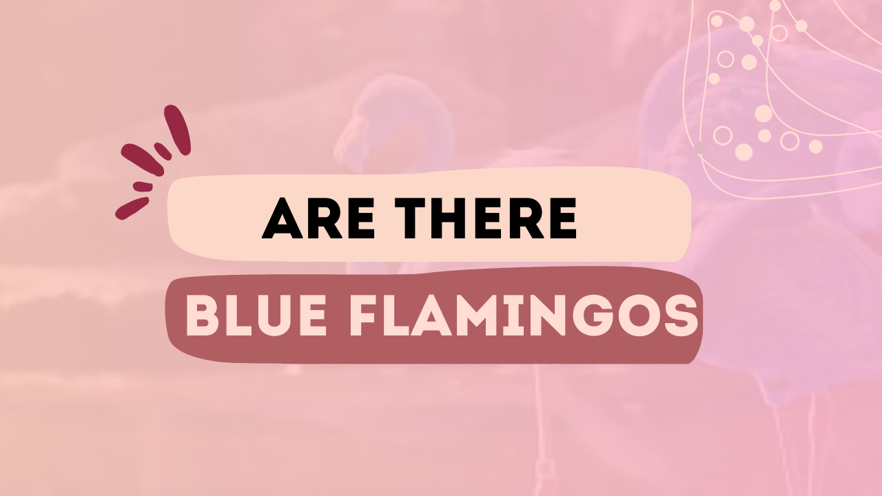 Are There Blue Flamingo