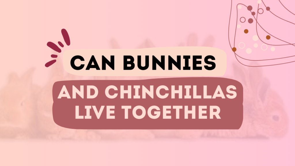 Can Bunnies And Chinchillas Live Together