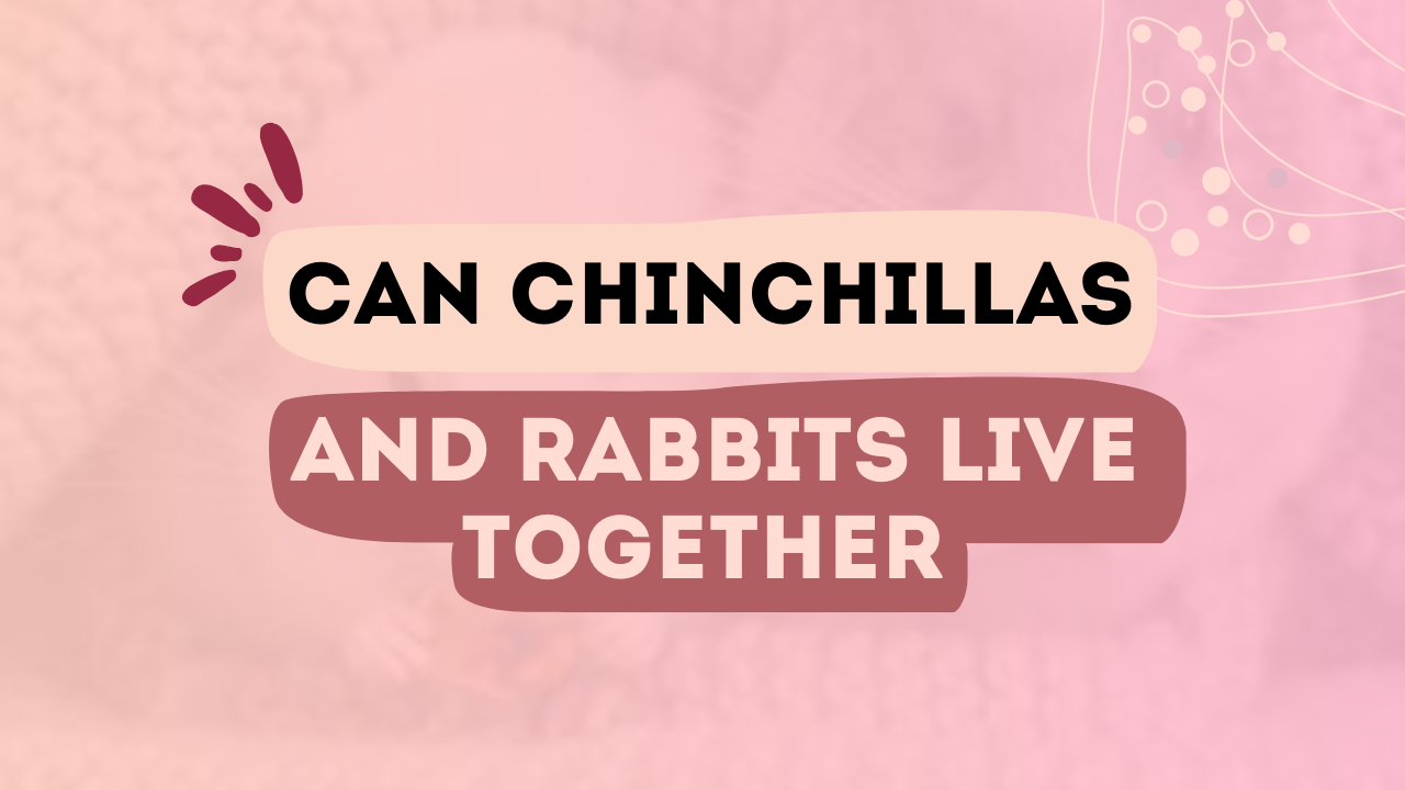 Can Chinchillas And Rabbits Live Together