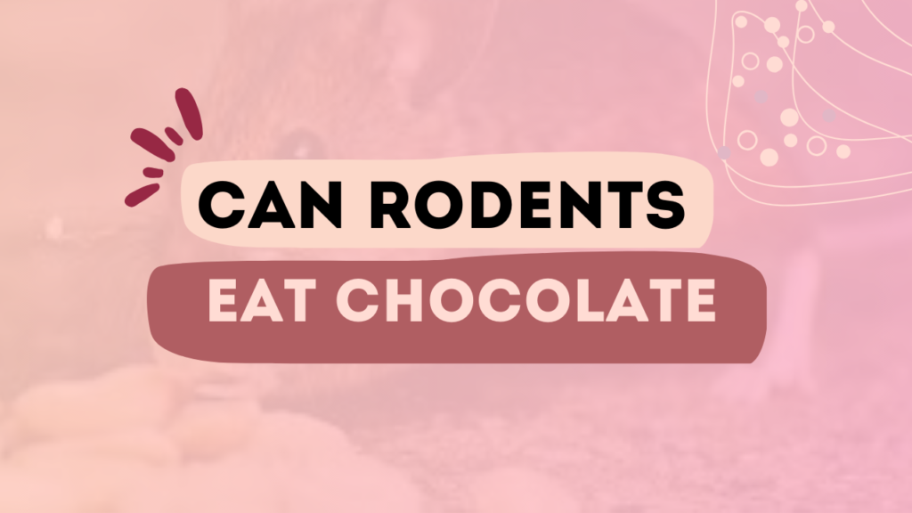 Can Rodents Eat Chocolate
