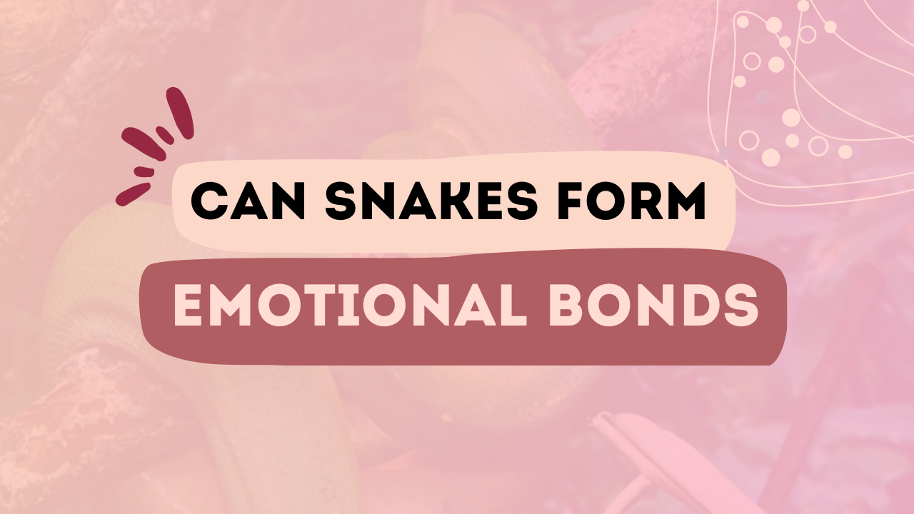 Can Snakes Form Emotional Bonds