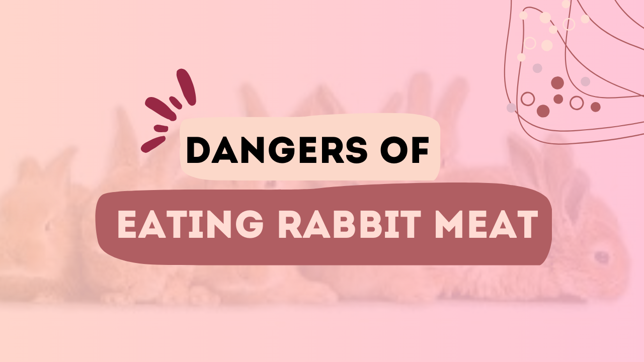 Dangers Of Eating Rabbit Meat