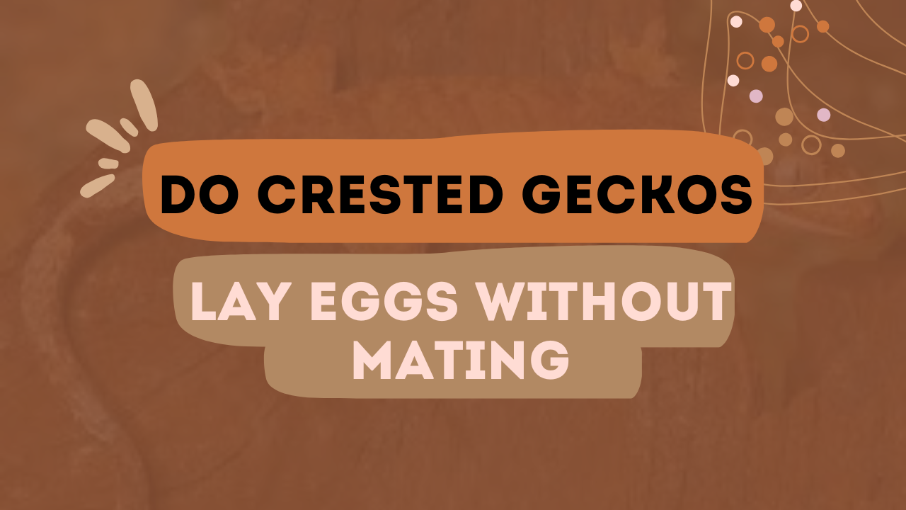 Do Crested Geckos Lay Eggs Without Mating
