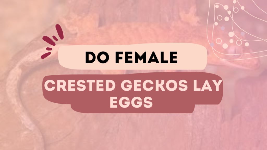 Do Female Crested Geckos Lay Eggs