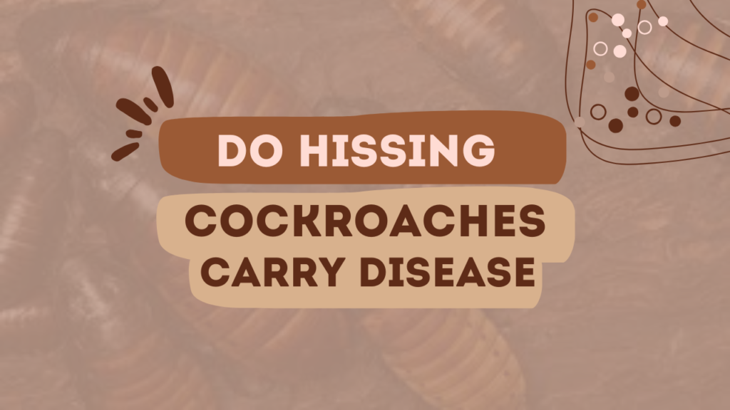 Do Hissing Cockroaches Carry Disease