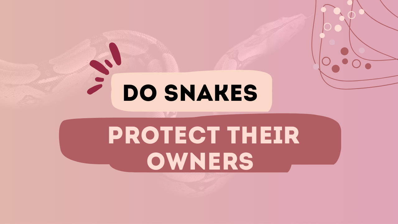 Do Snakes Protect Their Owners