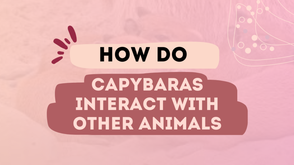 How Do Capybaras Interact With Other Animals