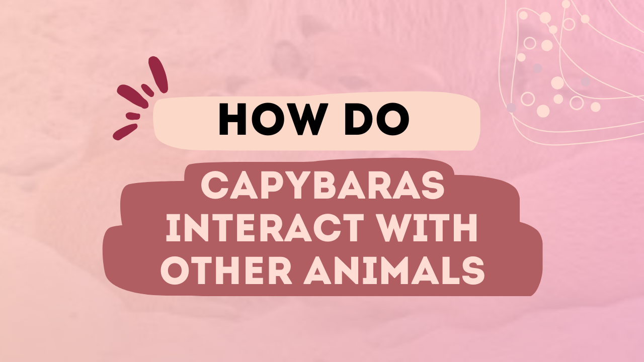 How Do Capybaras Interact With Other Animals