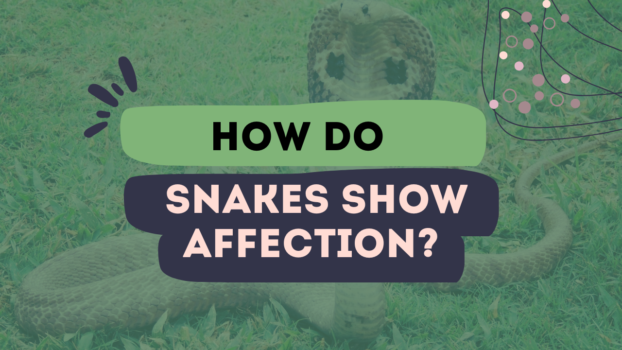 How Do Snakes Show Affection