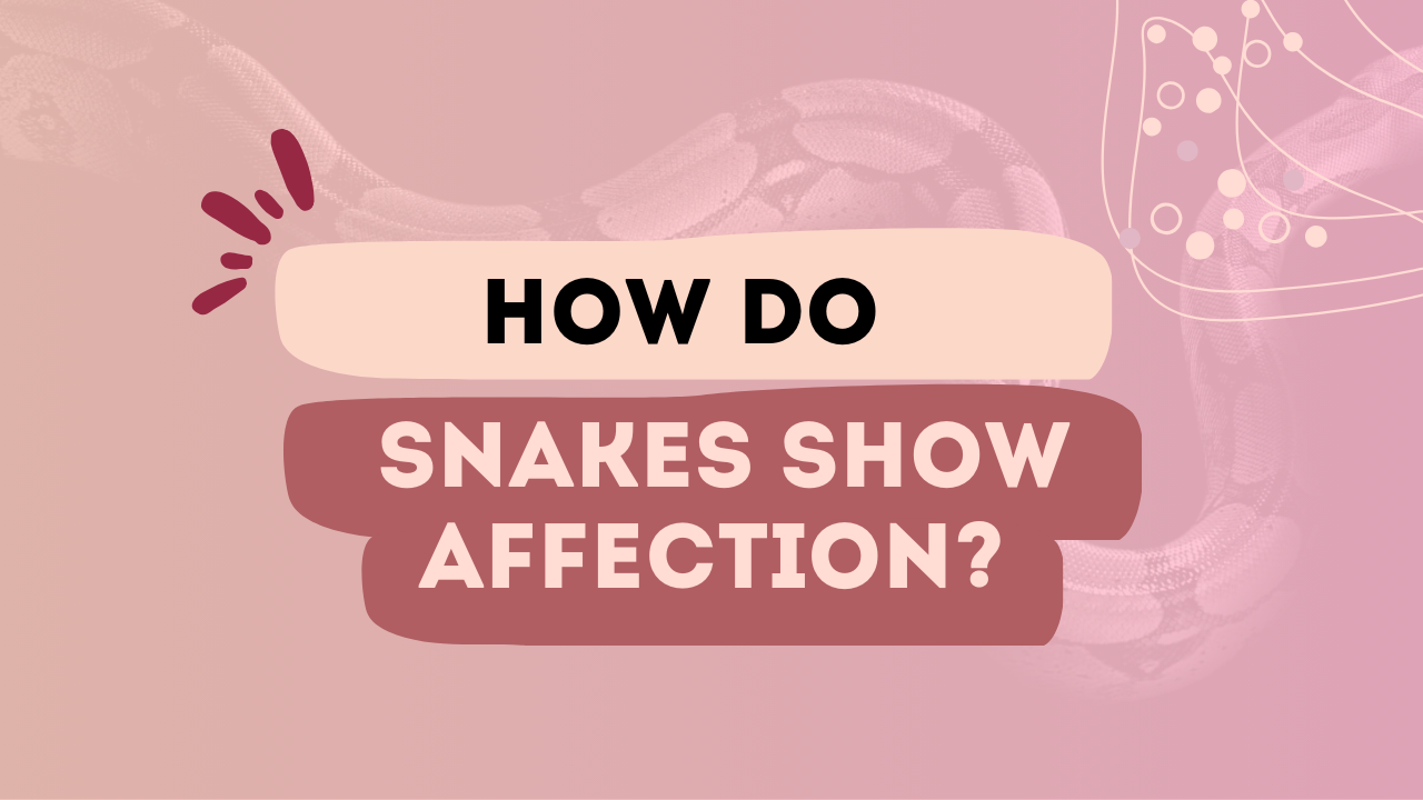 How Do Snakes Show Affection