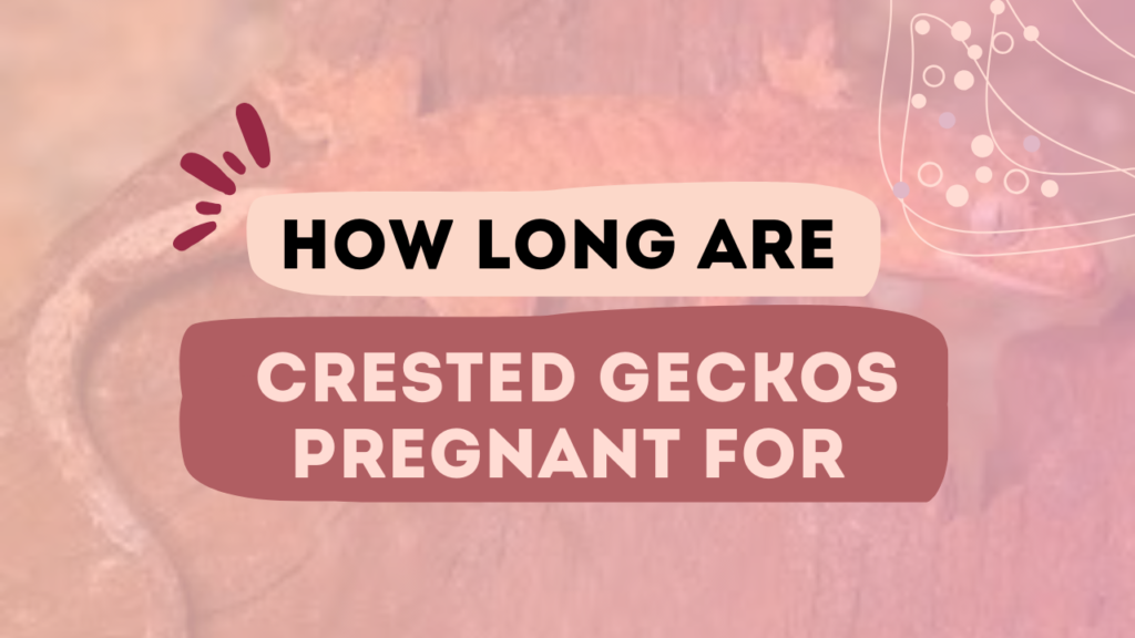 How Long Are Crested Geckos Pregnant For