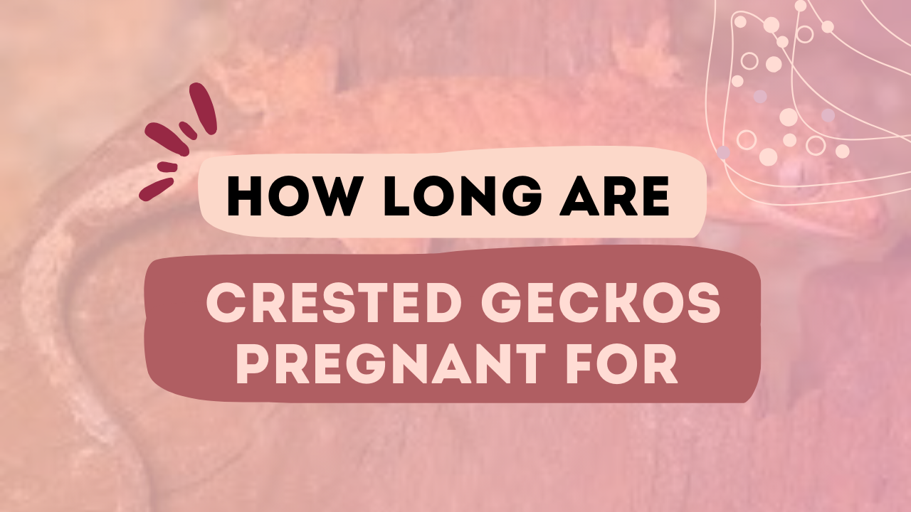 How Long Are Crested Geckos Pregnant For