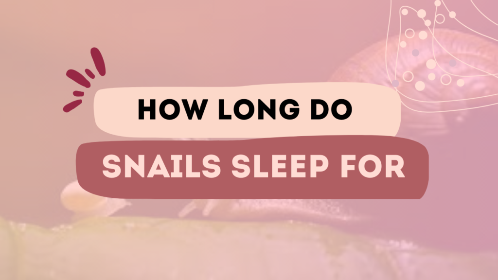 How Long Do Snails Sleep For